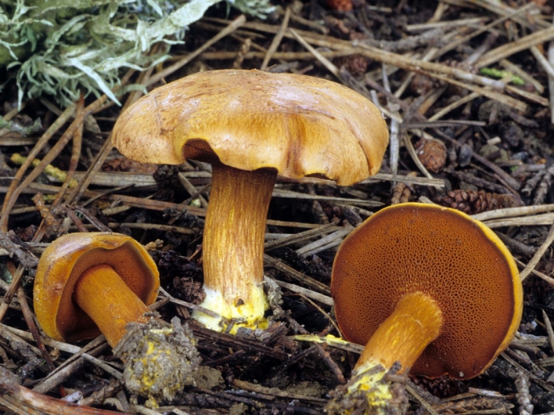 Как определить ложные маслята, съедобные и не съедобные виды грибов
