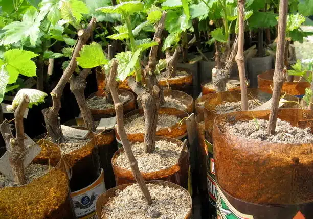 Как правильно посадить виноград осенью саженцами