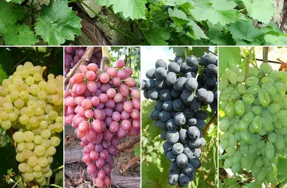 Как правильно посадить виноград осенью саженцами