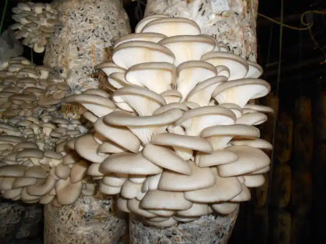 Как правильно солить грибы на зиму: простые рецепты приготовления