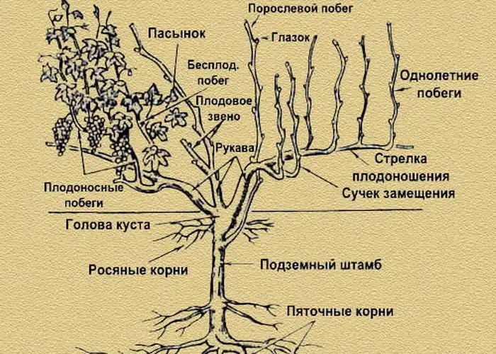 Как правильно ухаживать за виноградом весной и в другое время года