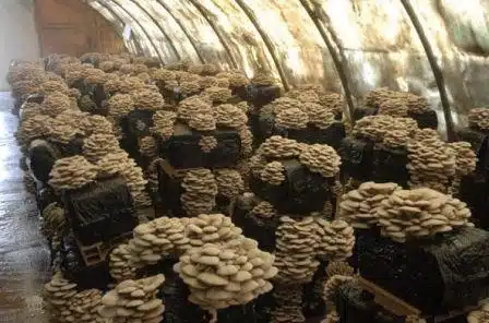 Как вырастить грибные блоки вешенки в домашних условиях: правила разведения