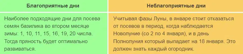 Когда сажать базилик на рассаду в 2024 году