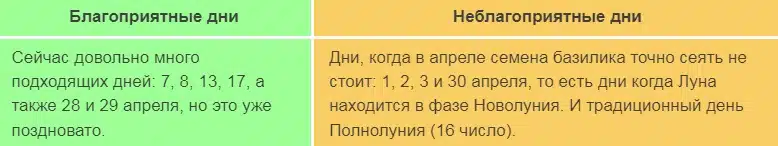 Когда сажать базилик на рассаду в 2024 году