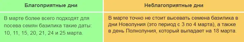 Когда сажать базилик на рассаду в 2024 году