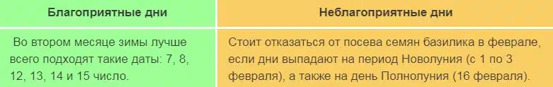 Когда сажать базилик на рассаду в 2024 году