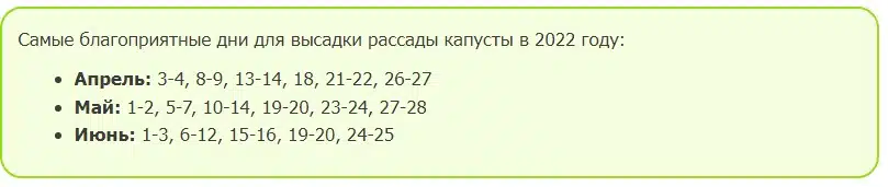 Когда сажать капусту на рассаду в 2024 году