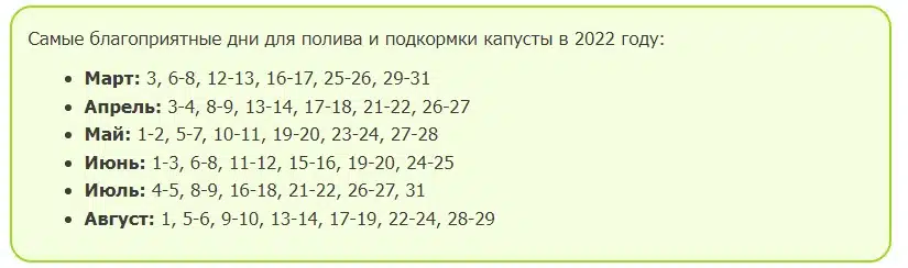 Когда сажать капусту на рассаду в 2024 году