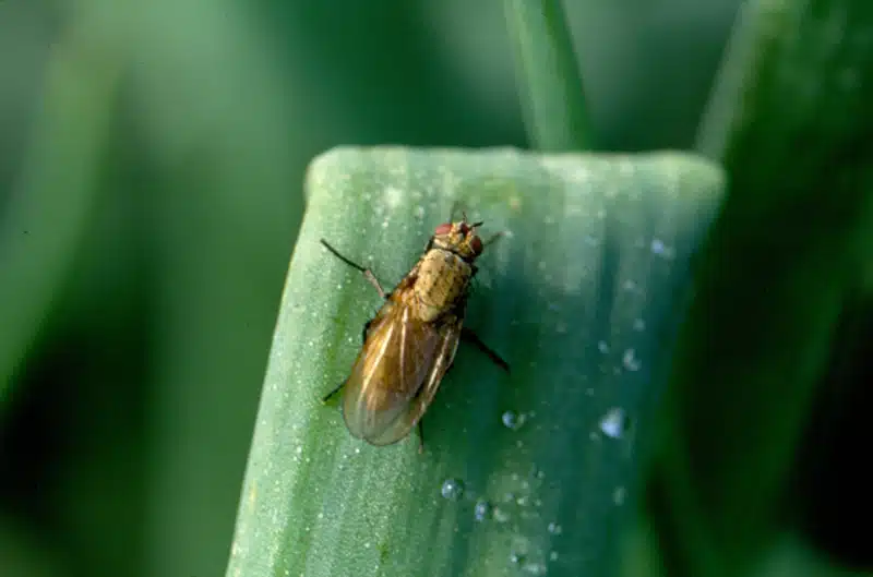 Луковая муха: как с ней бороться, как избавиться от вредителя на грядках