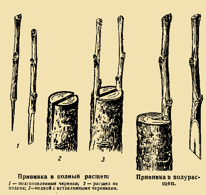 Прививка винограда: как и когда прививать виноград