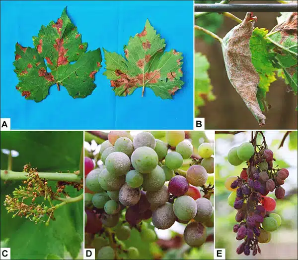 Ридомил голд: инструкция по применению для винограда
