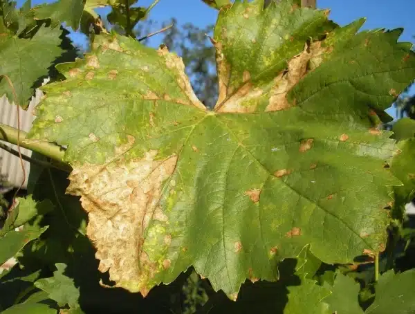 Ридомил голд: инструкция по применению для винограда