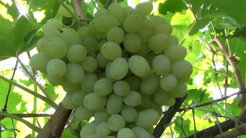 Сорт винограда кишмиш 342: описание и особенности