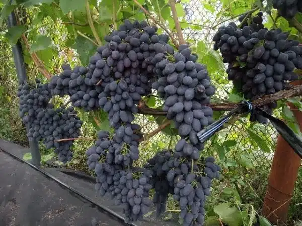 Сорт винограда кодрянка: описание, обрезка и уход