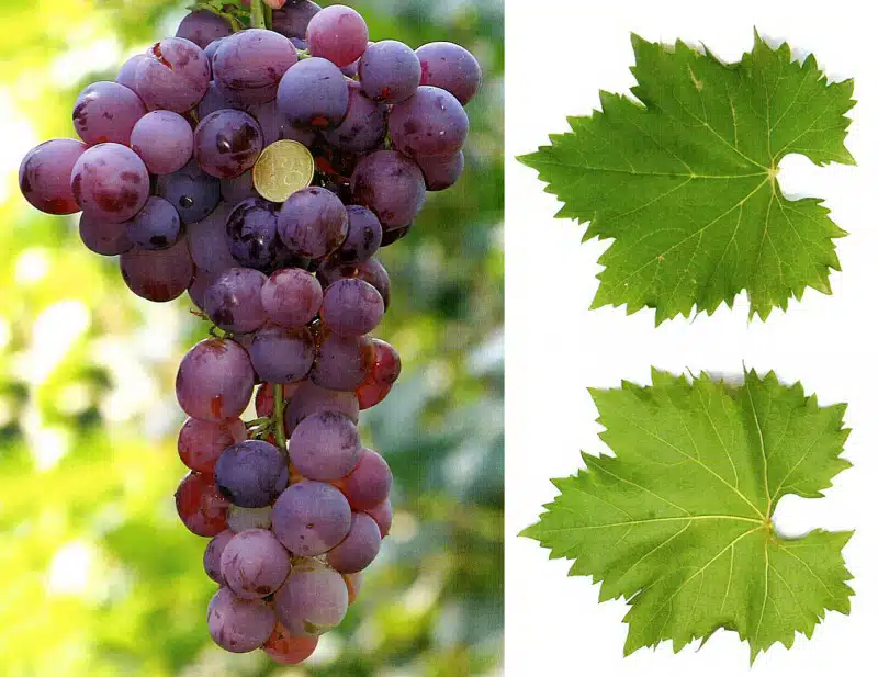 Сорт винограда мускат: описание и характеристика
