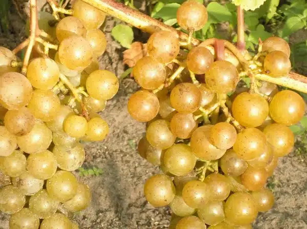 Сорт винограда мускат: описание и характеристика