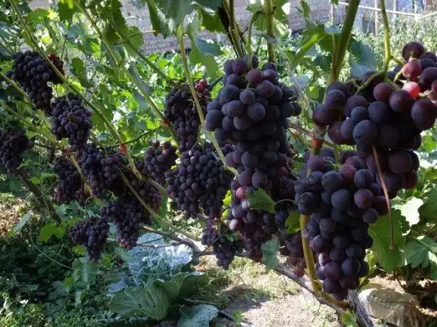 Весенняя подкормка винограда: удобрение перед летом
