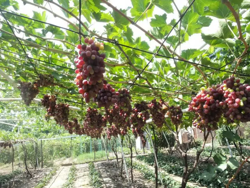 Виноград кишмиш лучистый: описание и характеристика сорта
