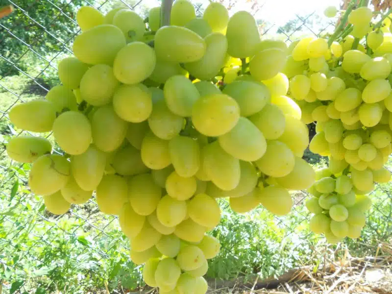 Виноград: описание сортов, особенности посадки