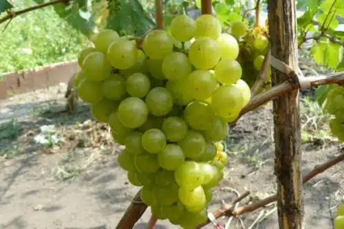 Виноград: описание сортов, особенности посадки